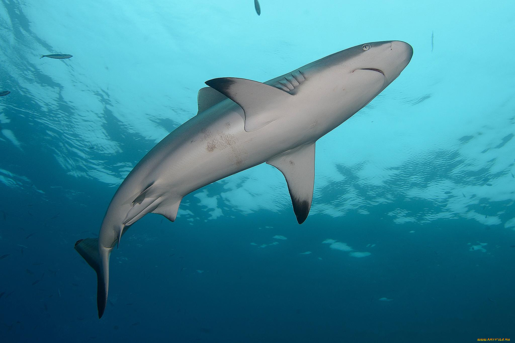, , , , , , , , , , , , , , shark
